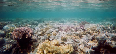 Bilder vom Hardy Reef