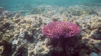 Bilder vom Hardy Reef
