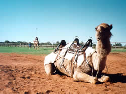 Camel - Farm am Stuart Highway
