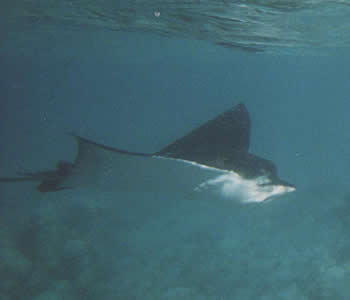 Manta - Rochen